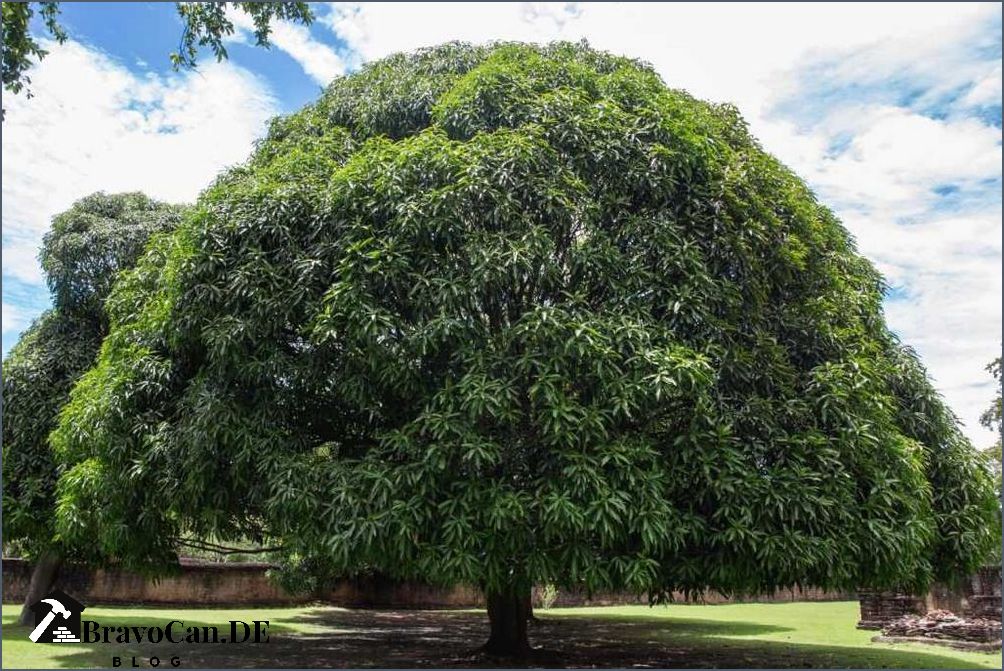 1 Jahr Mango Baum Wachstum Pflege und Ernte