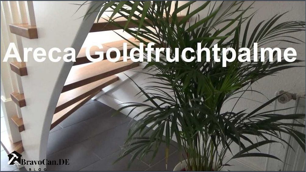 Areca Palme Pflege Tipps und Tricks für gesunde Zimmerpflanzen Areca Palme Pflege Tipps und Tricks für gesunde Zimmerpflanzen