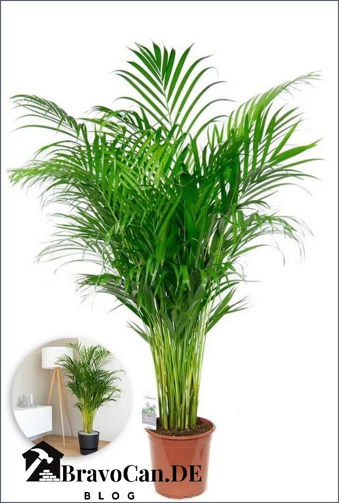 Areca Palme Pflege Tipps und Tricks für gesunde Zimmerpflanzen Areca Palme Pflege Tipps und Tricks für gesunde Zimmerpflanzen