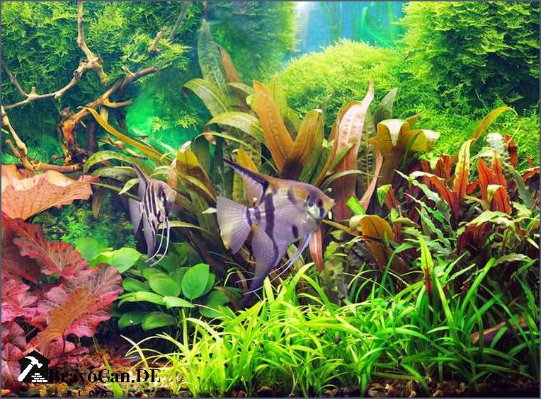 60l Aquarium Deko Ideen Kreative Gestaltungsideen für Ihr Aquarium