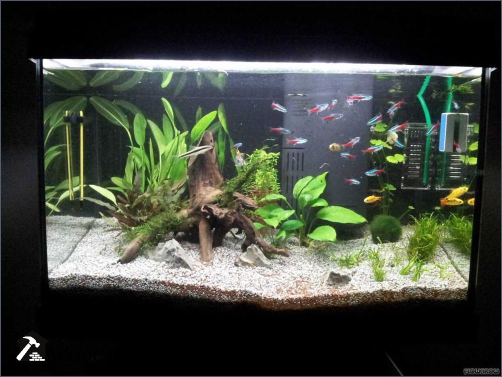 60l Aquarium Deko Ideen Kreative Gestaltungsideen für Ihr Aquarium