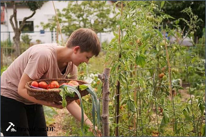 Ab wann können Tomaten ins Freiland gepflanzt werden Ab wann können Tomaten ins Freiland gepflanzt werden