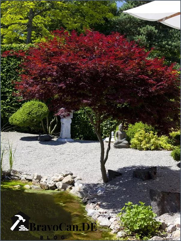 Acer palmatum atropurpureum Eine Einführung in die purpurrote Ahornsorte Acer palmatum atropurpureum Eine Einführung in die purpurrote Ahornsorte