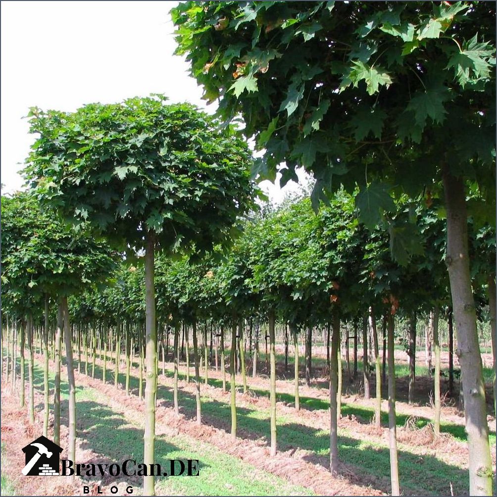 Acer platanoides globosum Eigenschaften Pflege und Verwendung Acer platanoides globosum Eigenschaften Pflege und Verwendung