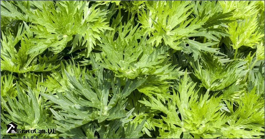 Aconitum napellus Blatt Eigenschaften Verwendung und Anwendung