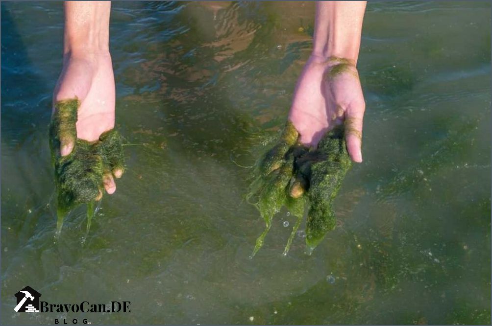 Algen im Teich Hausmittel zur Algenbekämpfung