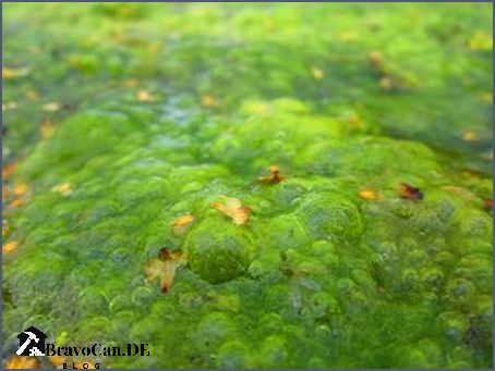 Algen im Teich Tipps zur Algenbekämpfung und -prävention