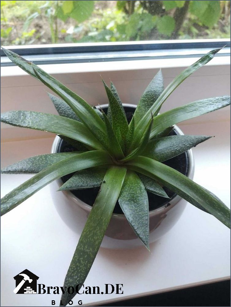 Aloe vera ähnliche Pflanze Die besten Alternativen Aloe vera ähnliche Pflanze Die besten Alternativen