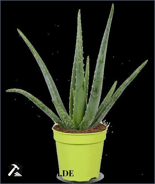 Aloe vera düngen Tipps und Anleitungen für gesunde Pflanzen Aloe vera düngen Tipps und Anleitungen für gesunde Pflanzen