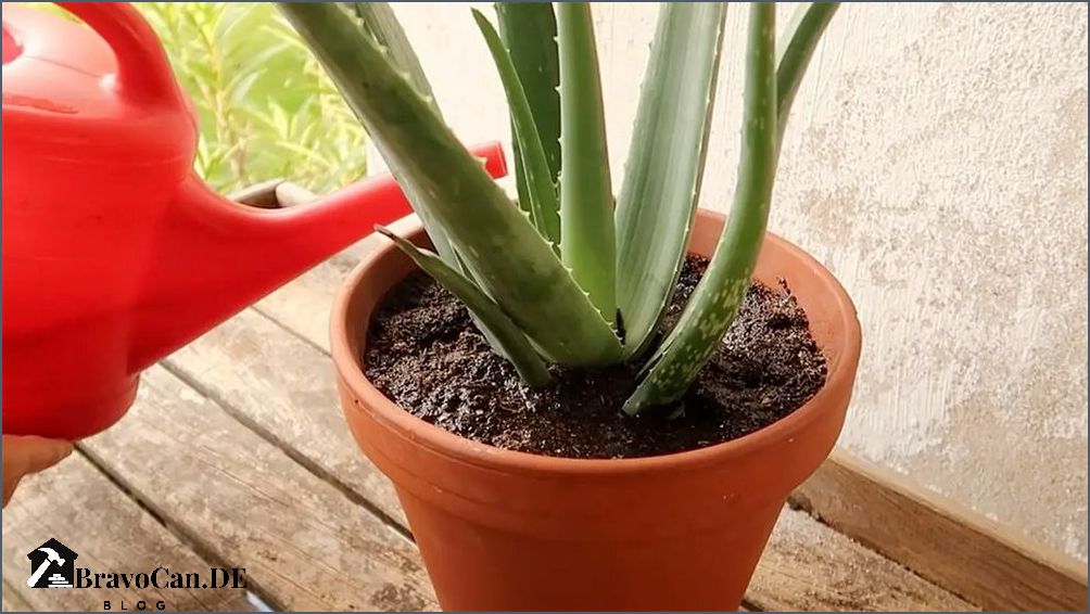 Aloe vera düngen Tipps und Anleitungen für gesunde Pflanzen Aloe vera düngen Tipps und Anleitungen für gesunde Pflanzen