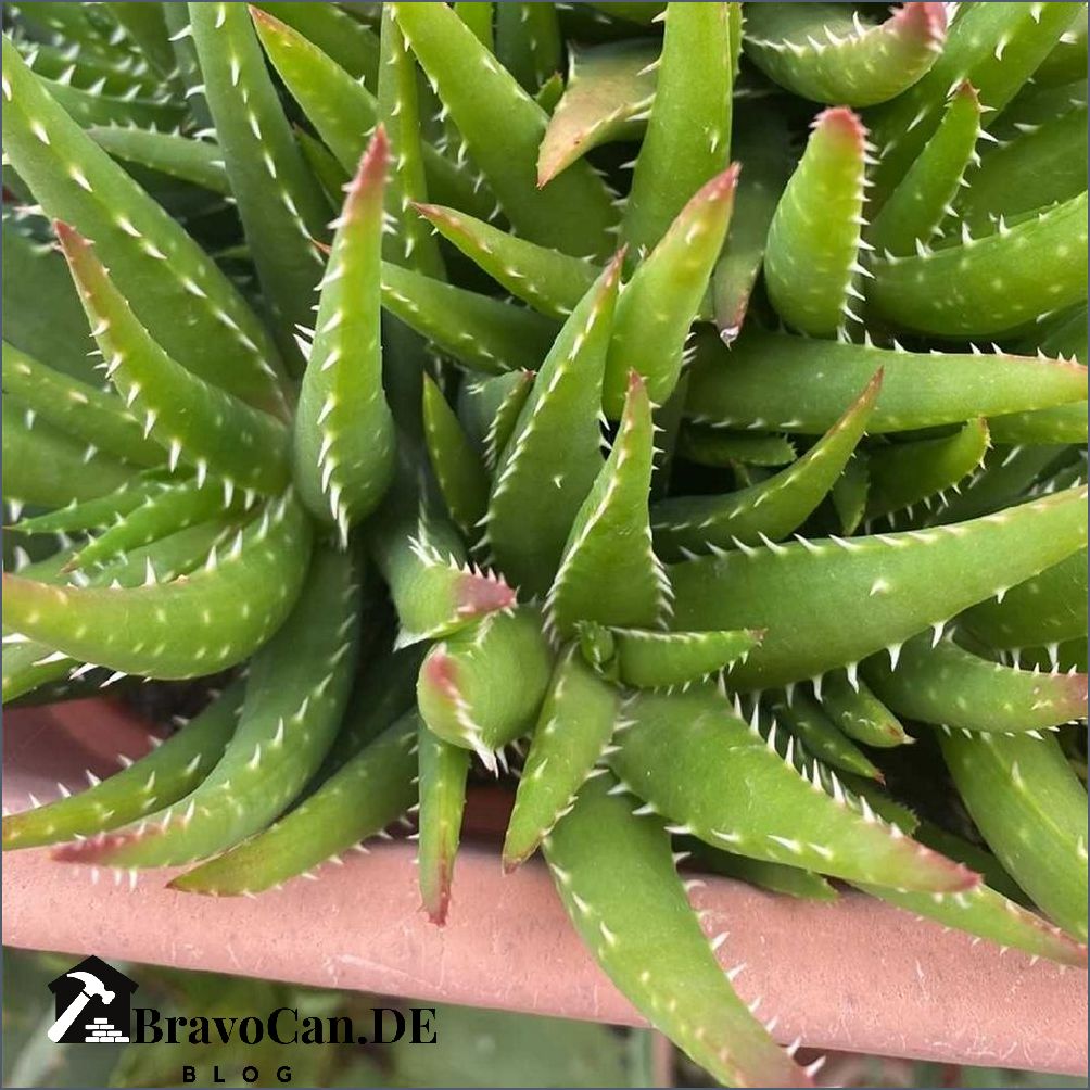 Aloe vera Krankheiten Symptome und Lösungen