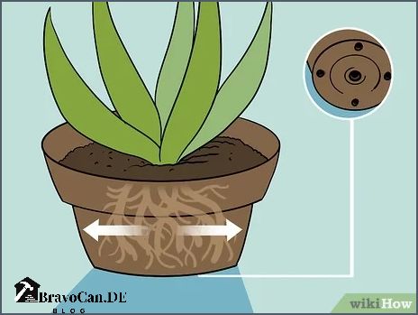 Aloe vera Krankheiten Symptome und Lösungen