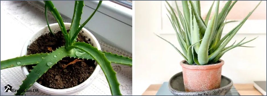 Aloe Vera Temperatur Die richtige Temperatur für die Pflege Ihrer Aloe Vera Pflanze Aloe Vera Temperatur Die richtige Temperatur für die Pflege Ihrer Aloe Vera Pflanze