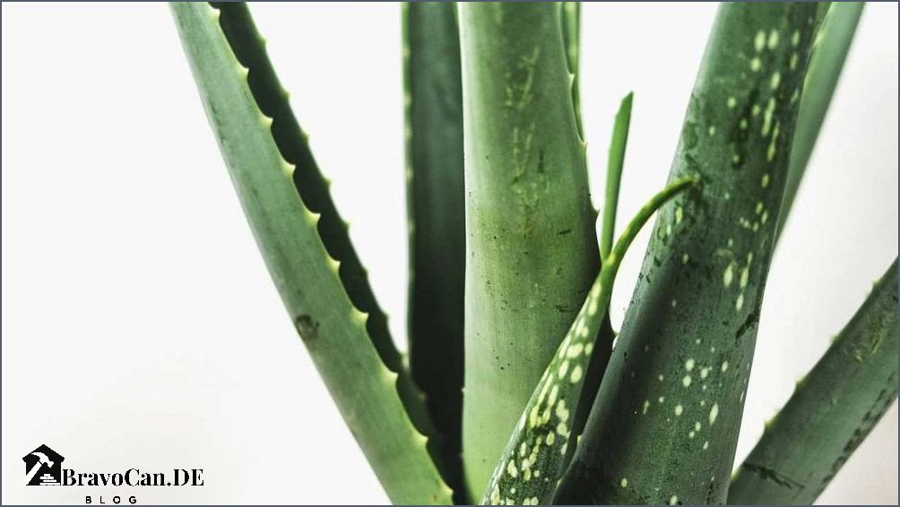 Aloe Vera Temperatur Die richtige Temperatur für die Pflege Ihrer Aloe Vera Pflanze Aloe Vera Temperatur Die richtige Temperatur für die Pflege Ihrer Aloe Vera Pflanze