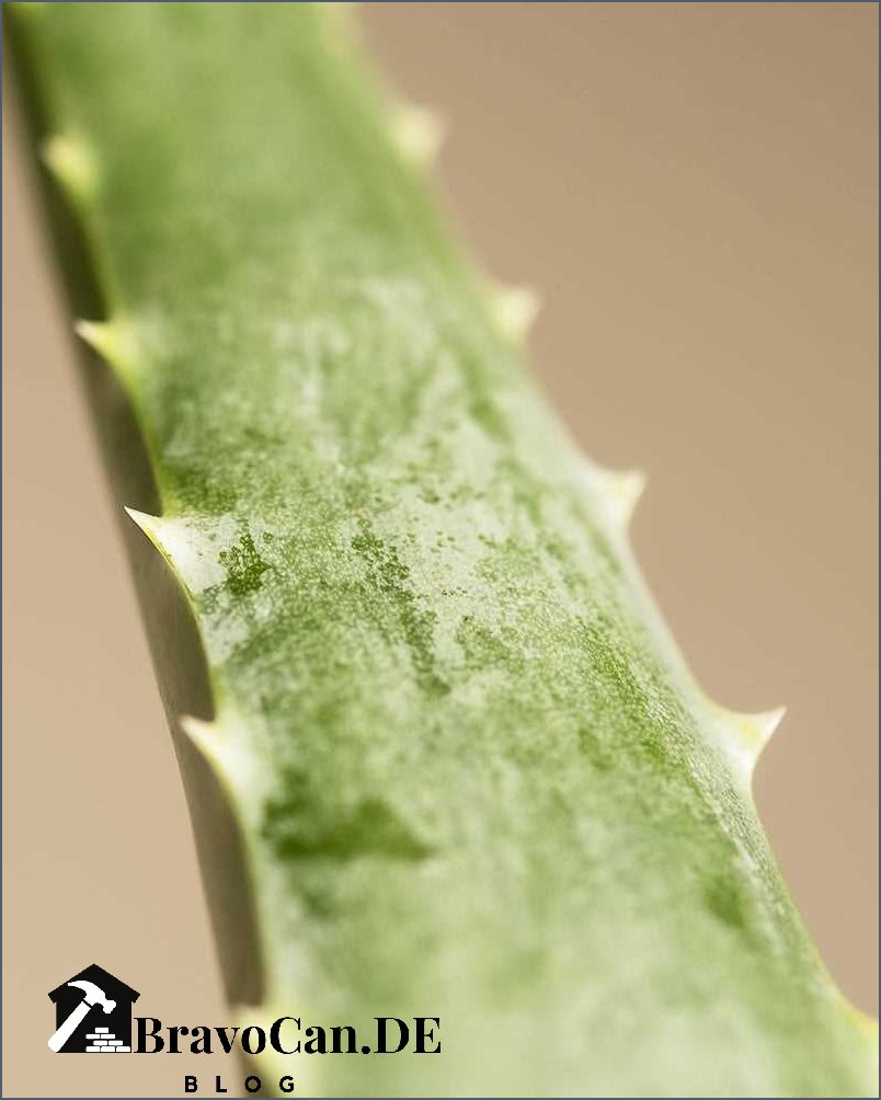 Aloe vera wird gelb Ursachen und Lösungen