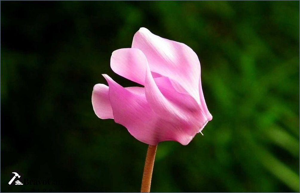 Alpenveilchen Pflege nach der Blüte - Tipps und Tricks Alpenveilchen Pflege nach der Blüte - Tipps und Tricks