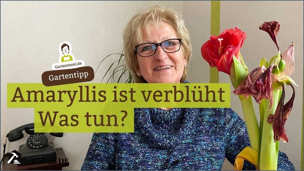 Amaryllis nach der Blüte aufbewahren Tipps und Tricks Amaryllis nach der Blüte aufbewahren Tipps und Tricks