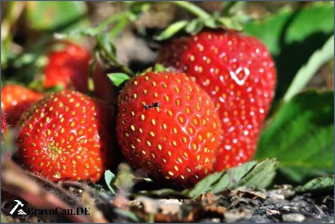Ameisen an Erdbeeren Tipps zur natürlichen Schädlingsbekämpfung