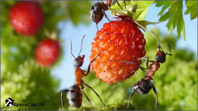 Ameisen an Erdbeeren Tipps zur natürlichen Schädlingsbekämpfung