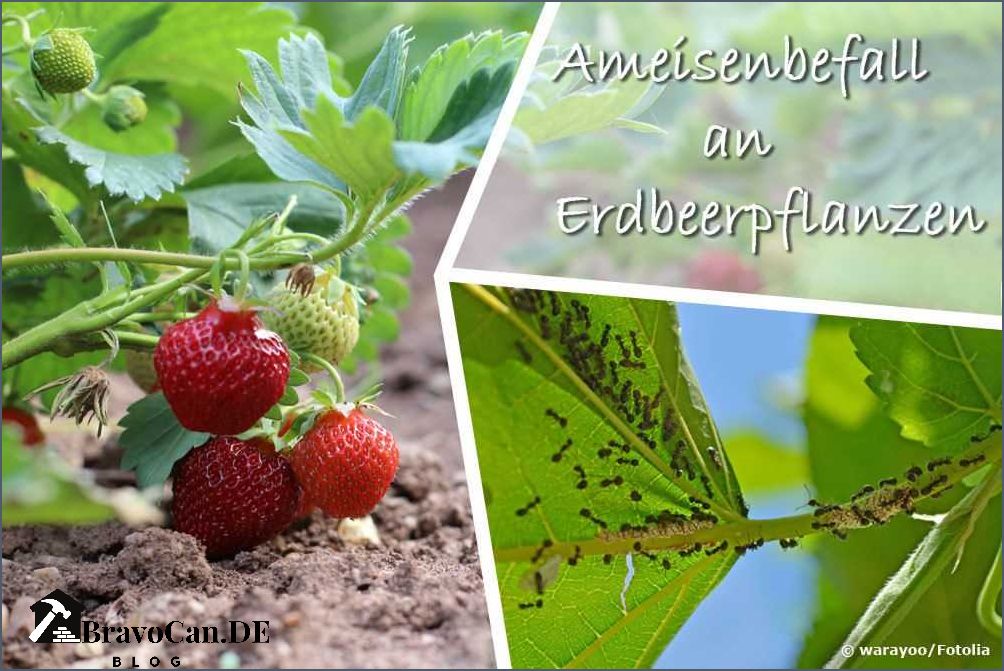 Ameisen an Erdbeeren Tipps zur natürlichen Schädlingsbekämpfung