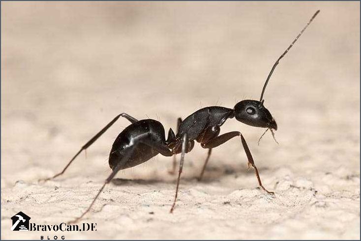 Ameisen mit Flügeln Alles was Sie über fliegende Ameisen wissen müssen Ameisen mit Flügeln Alles was Sie über fliegende Ameisen wissen müssen