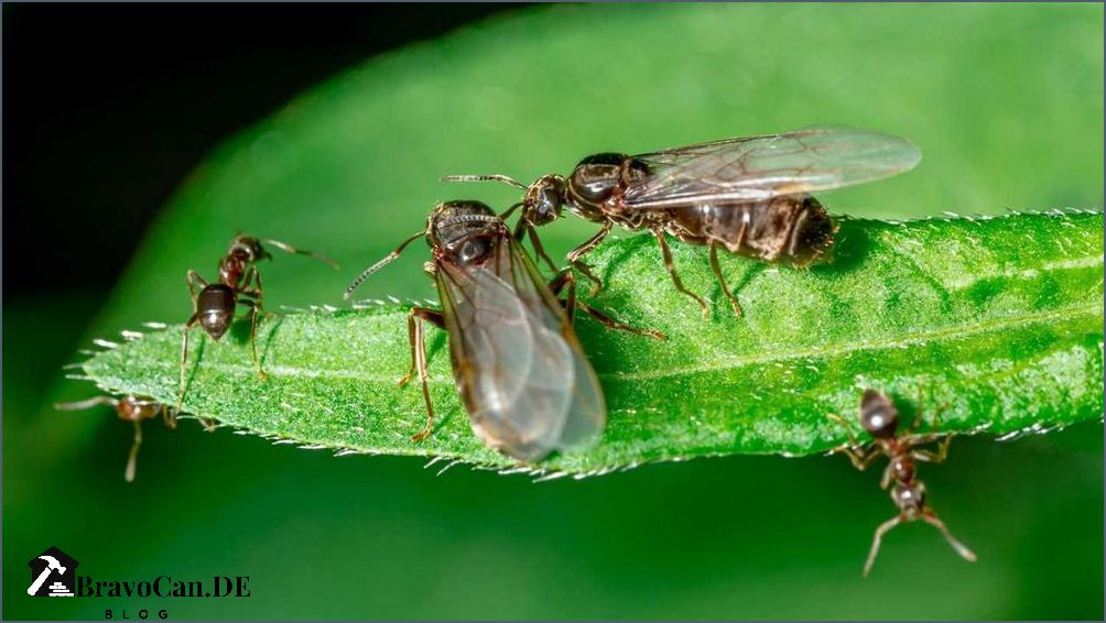 Ameisen mit Flügeln Alles was Sie über fliegende Ameisen wissen müssen Ameisen mit Flügeln Alles was Sie über fliegende Ameisen wissen müssen