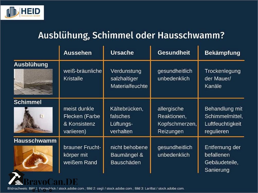 Anfangsstadium falscher Hausschwamm Symptome Ursachen und Behandlung Anfangsstadium falscher Hausschwamm Symptome Ursachen und Behandlung