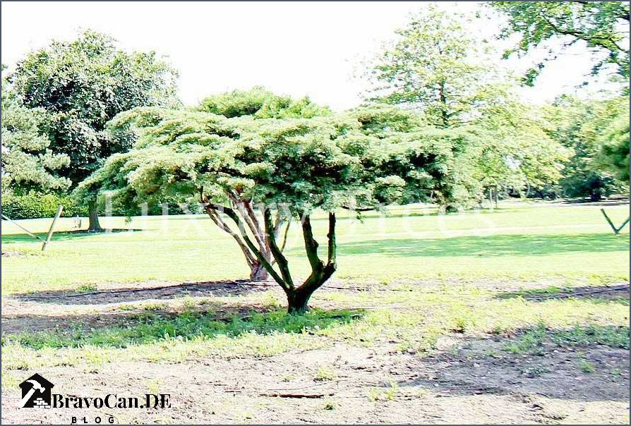 Außergewöhnliche Bäume für den Garten Eine inspirierende Auswahl