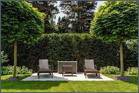Außergewöhnliche Bäume für den Garten Eine inspirierende Auswahl