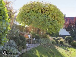 Baum Fur Schattigen Standort