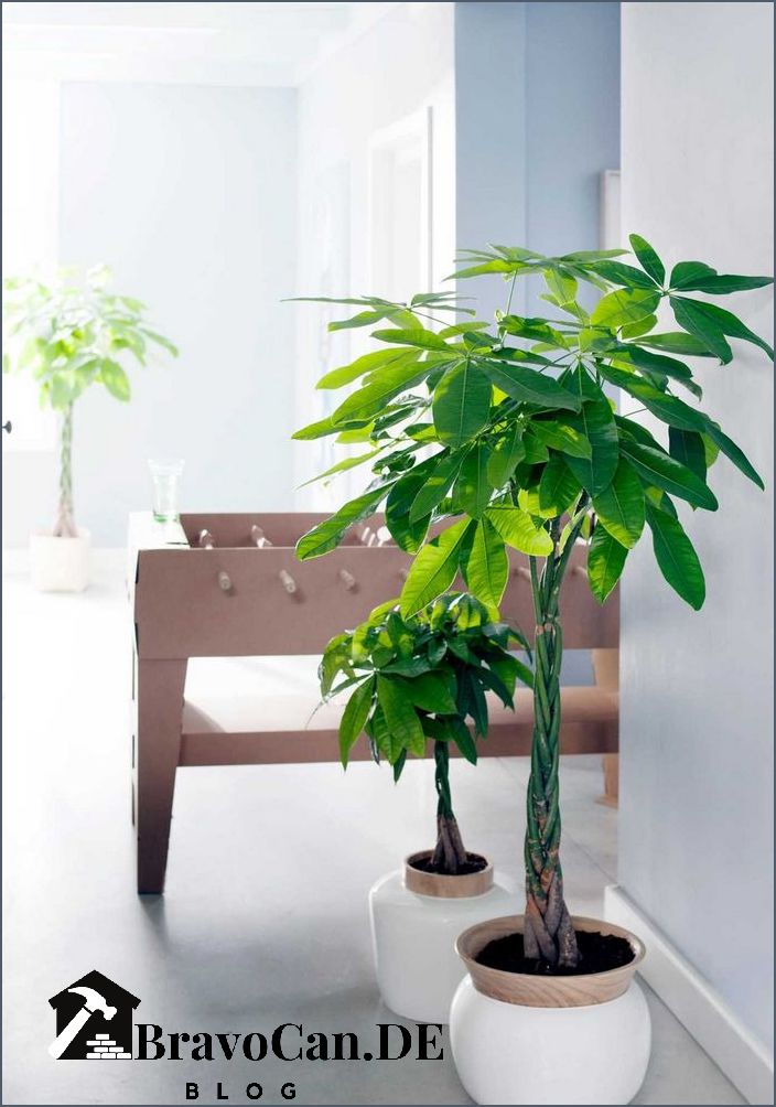 Baum im Haus Tipps für die Auswahl und Pflege von Zimmerpflanzen Baum im Haus Tipps für die Auswahl und Pflege von Zimmerpflanzen