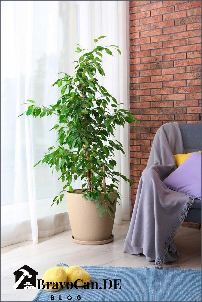 Baum im Haus Tipps für die Auswahl und Pflege von Zimmerpflanzen Baum im Haus Tipps für die Auswahl und Pflege von Zimmerpflanzen