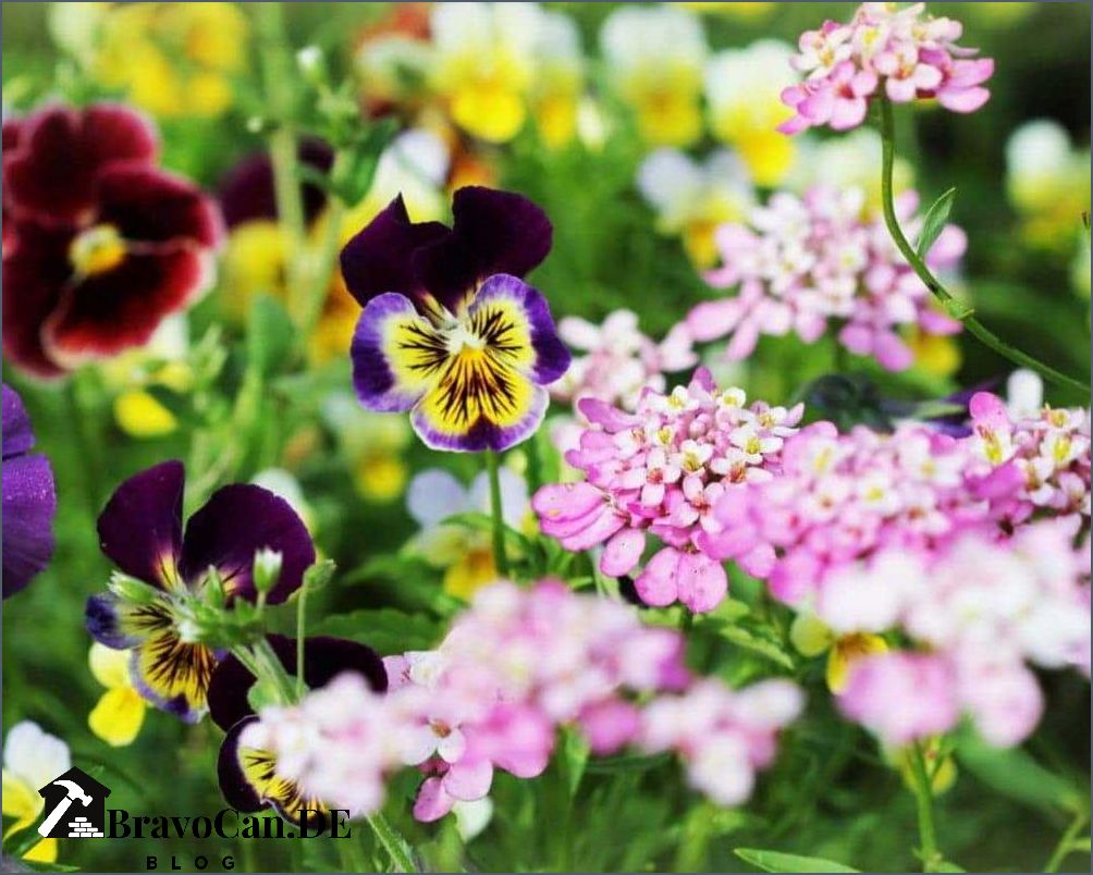 Blaue Blumen Im Garten Tipps Und Ideen F r Eine Farbenfrohe Gestaltung Blaue Blumen Im Garten Tipps Und Ideen F r Eine Farbenfrohe Gestaltung