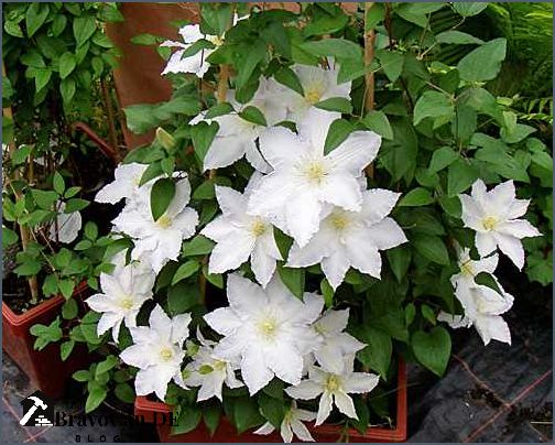 Clematis Im Kübel Erfahrungen