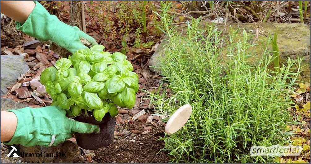 Oregano Gute Nachbarn für den Garten [Aktualisiert März 2024 ]
