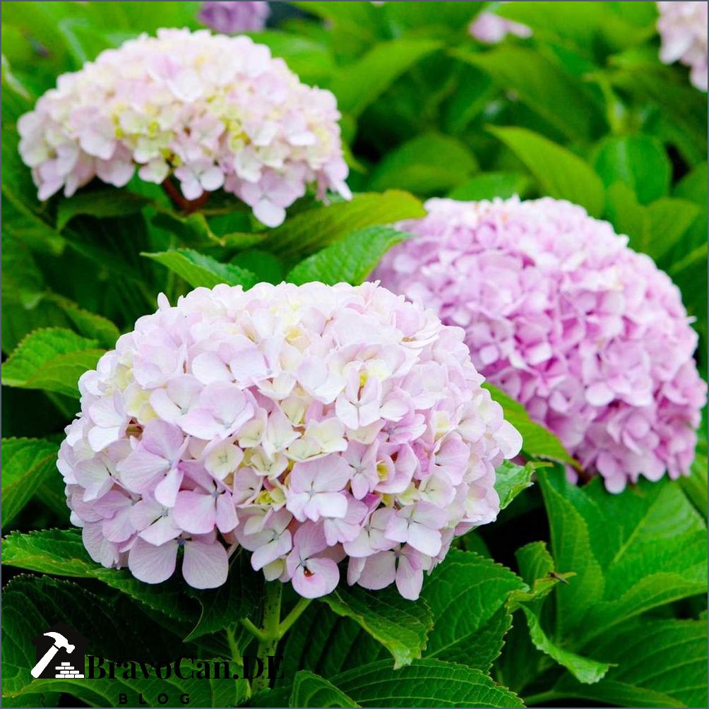 Wie Pflege Ich Hortensien In Der Wohnung Pflege von Hortensien Tipps und Tricks für gesunde Pflanzen – Bravocan.DE