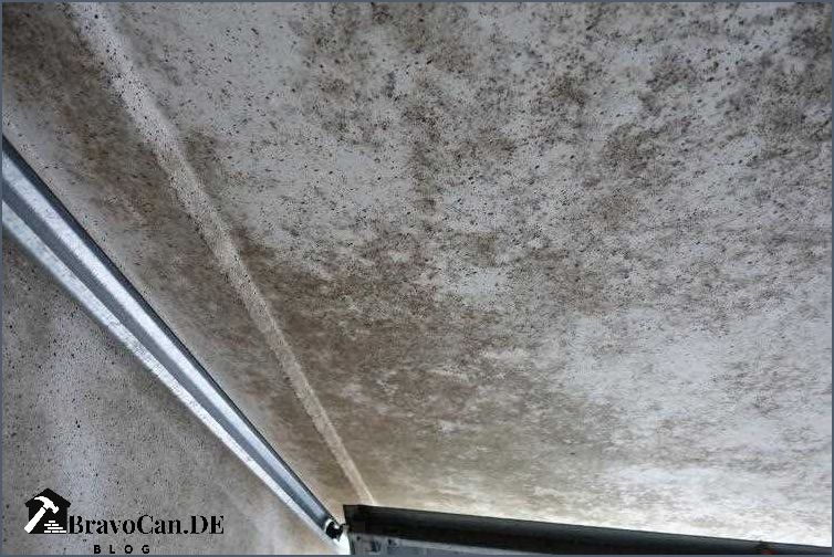Schimmel In Der Garage Wer Zahlt