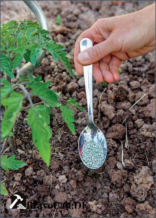 Tomaten Düngen Wenn Sie Früchte Tragen