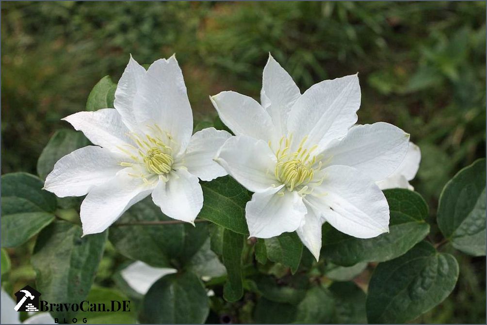 Wann Clematis pflanzen Der beste Zeitpunkt für die ClematisPflanzung