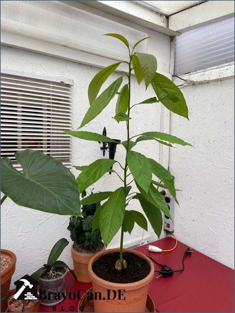 Avocado Pflanze überwintern Tipps und Tricks für eine erfolgreiche Überwinterung Avocado Pflanze überwintern Tipps und Tricks für eine erfolgreiche Überwinterung