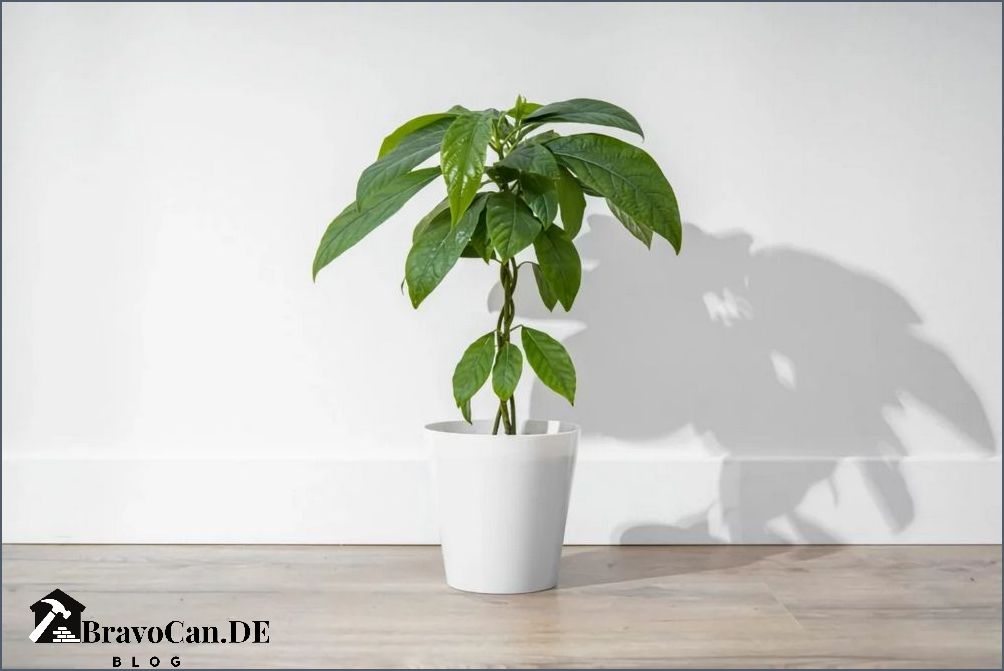 Avocado Pflanze überwintern Tipps und Tricks für eine erfolgreiche Überwinterung Avocado Pflanze überwintern Tipps und Tricks für eine erfolgreiche Überwinterung
