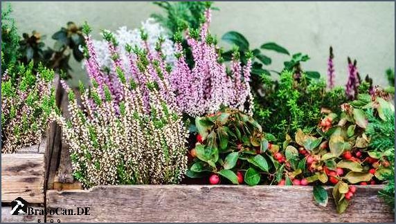 Balkonkästen Herbstblumen Balkon Die besten Pflanzen für den Herbst