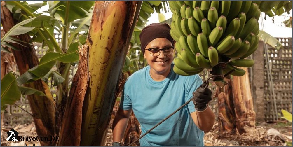 Bananen am Baum Alles was Sie über den Anbau und die Pflege wissen müssen Bananen am Baum Alles was Sie über den Anbau und die Pflege wissen müssen