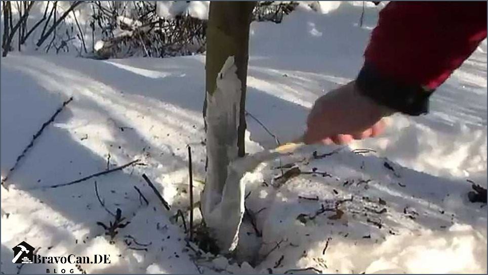 Baum im Winter Bedeutung Pflege und Schutz