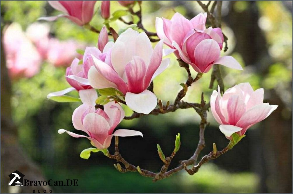 Baum mit Blüten - Die schönsten blühenden Bäume für Ihren Garten Baum mit Blüten - Die schönsten blühenden Bäume für Ihren Garten