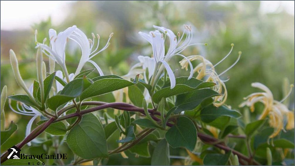 Baum mit Blüten - Die schönsten blühenden Bäume für Ihren Garten Baum mit Blüten - Die schönsten blühenden Bäume für Ihren Garten