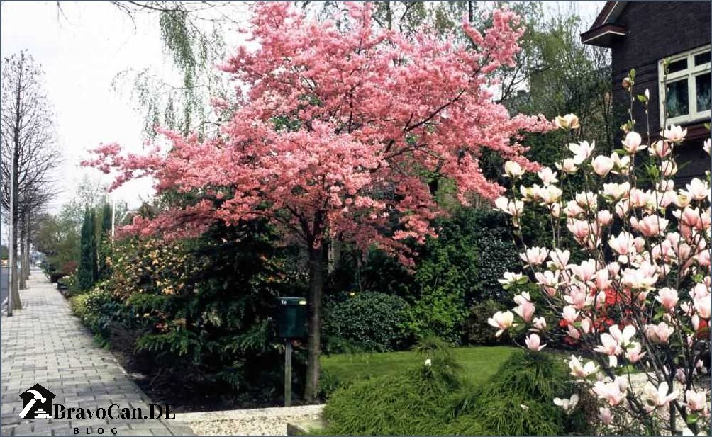 Baum mit Blüten - Die schönsten blühenden Bäume für Ihren Garten Baum mit Blüten - Die schönsten blühenden Bäume für Ihren Garten