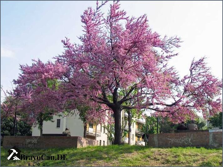 Baum mit Blüten - Die schönsten blühenden Bäume für Ihren Garten Baum mit Blüten - Die schönsten blühenden Bäume für Ihren Garten