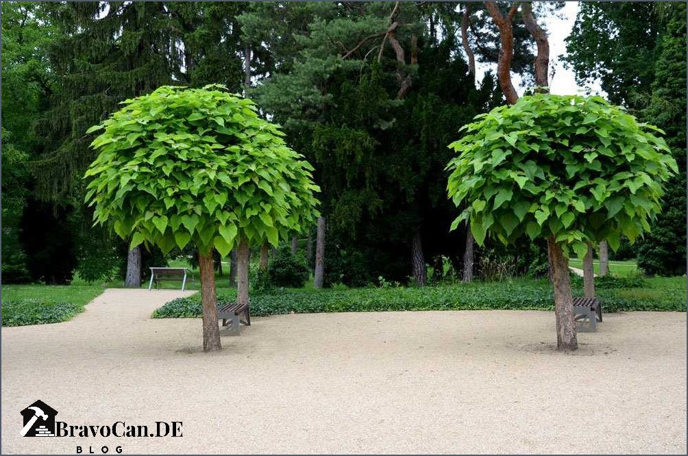 Baum mit flacher Krone Die perfekte Wahl für Ihren Garten