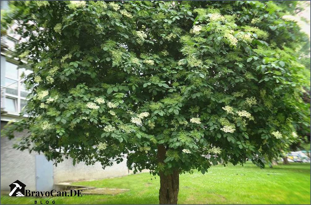 Baum mit flacher Krone Die perfekte Wahl für Ihren Garten